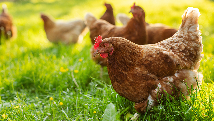 닭사부 선택받는 이유